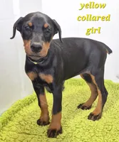 Yellow collared girl, a female Doberman Pinscher for sale in Jacksonville, AL – Photo 6 of 6