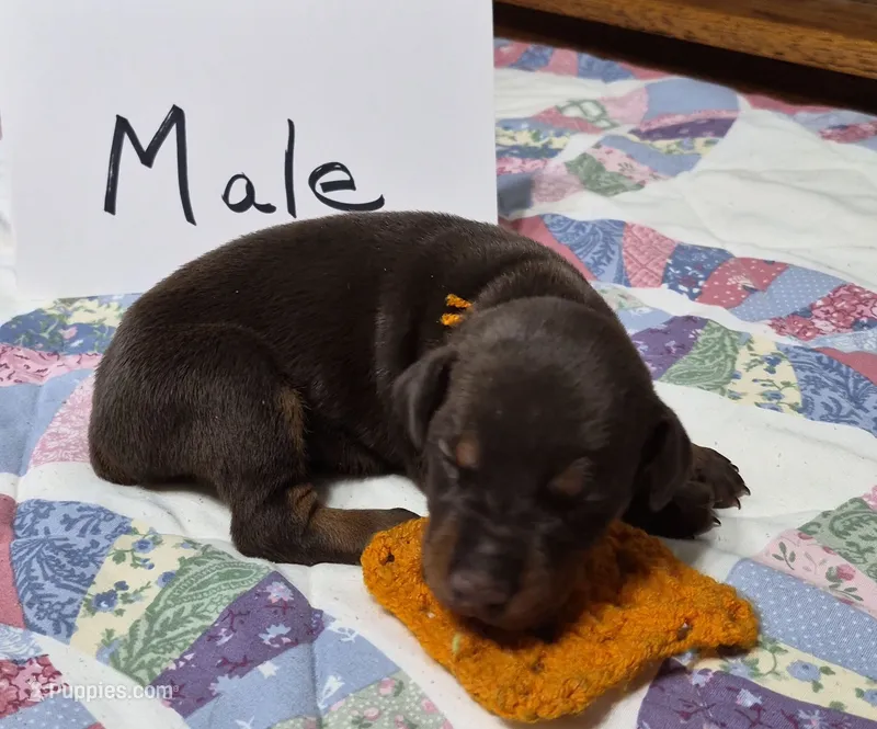 Orange collared Red male – Doberman Pinscher puppy for sale in Jacksonville, AL