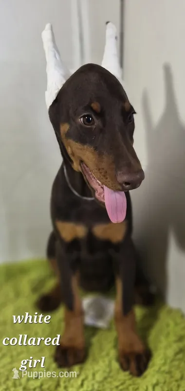 White collared girl – Doberman Pinscher puppy for sale in Jacksonville, AL
