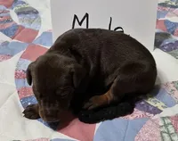 Black collared  Red Male, a male Doberman Pinscher for sale in Jacksonville, AL – 1 of 4