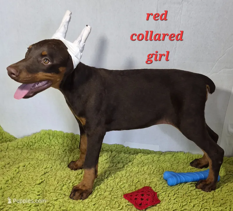 Runt of the litter – Doberman Pinscher puppy for sale in Jacksonville, AL
