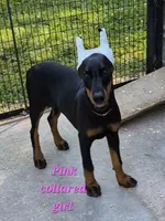Pink collared girl, a female Doberman Pinscher for sale in Jacksonville, AL – 3 of 5