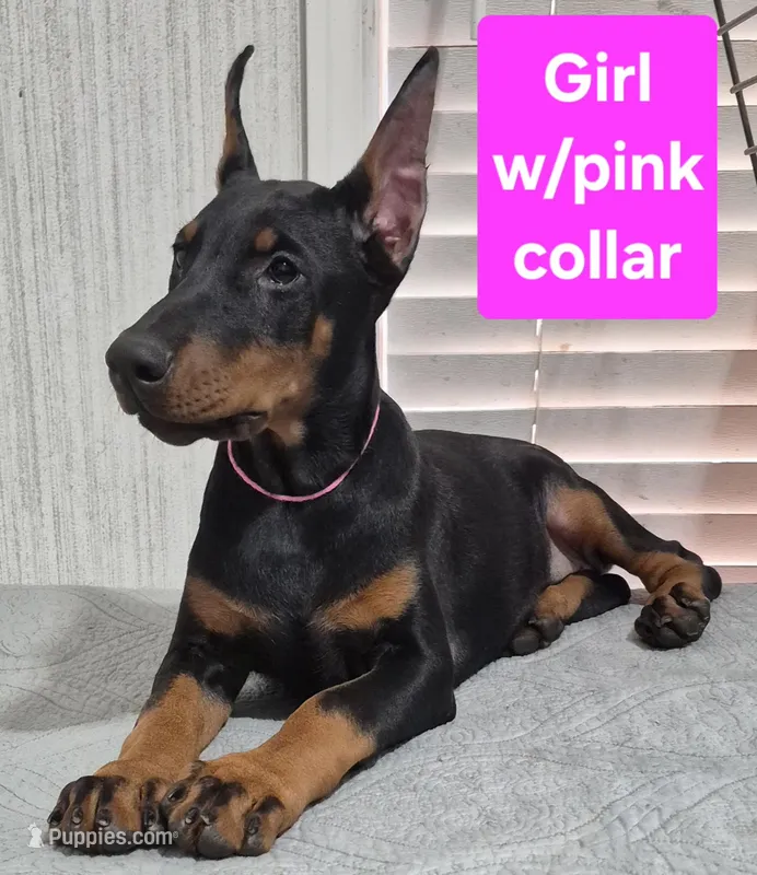 Pink collared