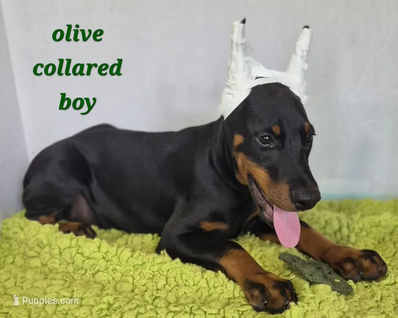 Olive collared boy  – Doberman Pinscher puppy for sale in Jacksonville, AL
