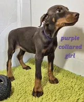 Purple collared girl , a female Doberman Pinscher for sale in Jacksonville, AL – Photo 3 of 6