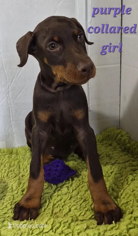 Purple collared girl  – Doberman Pinscher puppy for sale in Jacksonville, AL