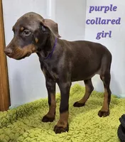Purple collared girl , a female Doberman Pinscher for sale in Jacksonville, AL – Photo 4 of 6