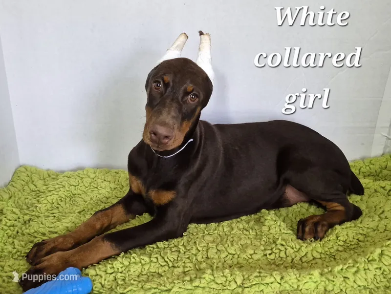 White collared girl – Doberman Pinscher puppy for sale in Jacksonville, AL