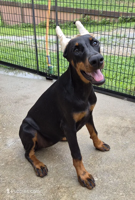 Cami- ( Camellia ) – Doberman Pinscher puppy on hold in Jacksonville, AL