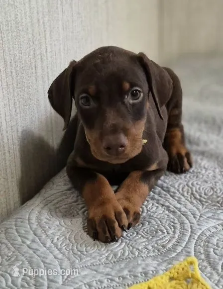 Yellow collared Red male – Doberman Pinscher puppy for sale in Jacksonville, AL