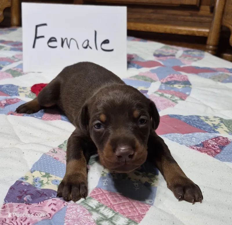 Red collared Red female – Doberman Pinscher puppy for sale in Jacksonville, AL