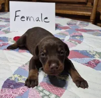 Red collared Red female, a female Doberman Pinscher for sale in Jacksonville, AL – 1 of 4