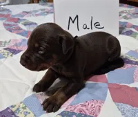 Black collared  Red Male, a male Doberman Pinscher for sale in Jacksonville, AL – 2 of 4