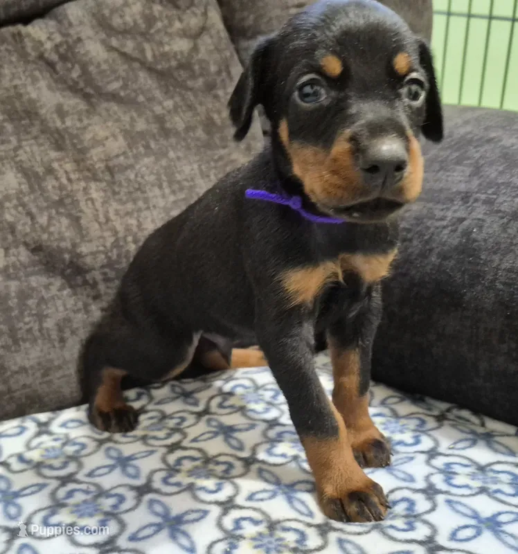 Purple collared Black male – Doberman Pinscher puppy for sale in Jacksonville, AL