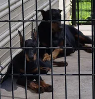 Cami- ( Camellia ), a female Doberman Pinscher for sale in Jacksonville, AL – 4 of 6