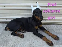 Pink collared girl, a female Doberman Pinscher for sale in Jacksonville, AL – 2 of 5