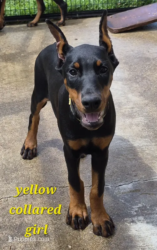Yellow collared girl – Doberman Pinscher puppy for sale in Jacksonville, AL