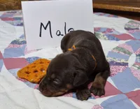 Orange collared Red male, a male Doberman Pinscher for sale in Jacksonville, AL – 2 of 4