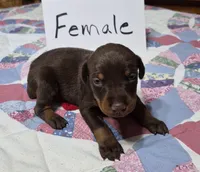 Red collared Red female, a female Doberman Pinscher for sale in Jacksonville, AL – 2 of 4