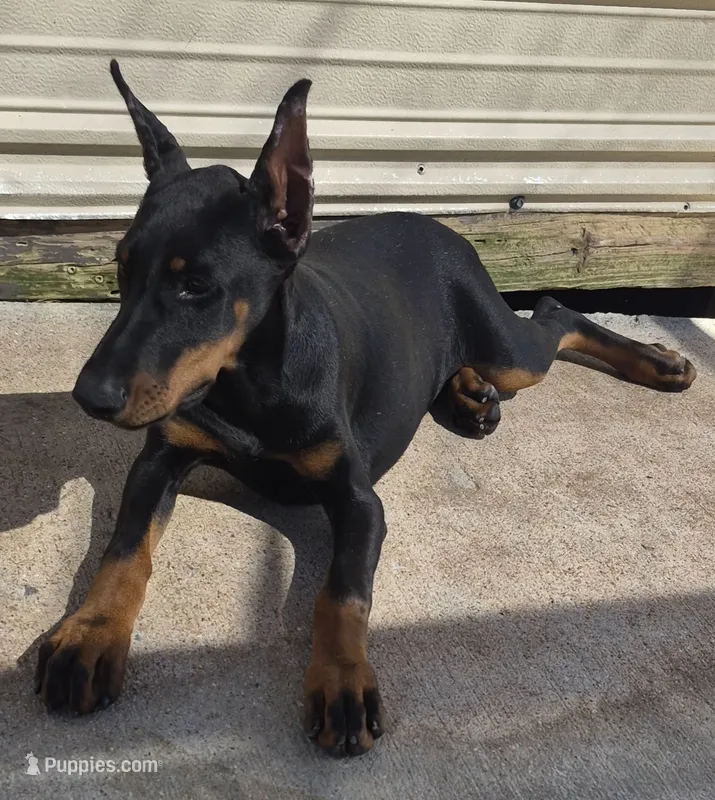 Cami- ( Camellia ) – Doberman Pinscher puppy for sale in Jacksonville, AL