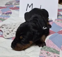 White collared Black male, a male Doberman Pinscher for sale in Jacksonville, AL – 2 of 4