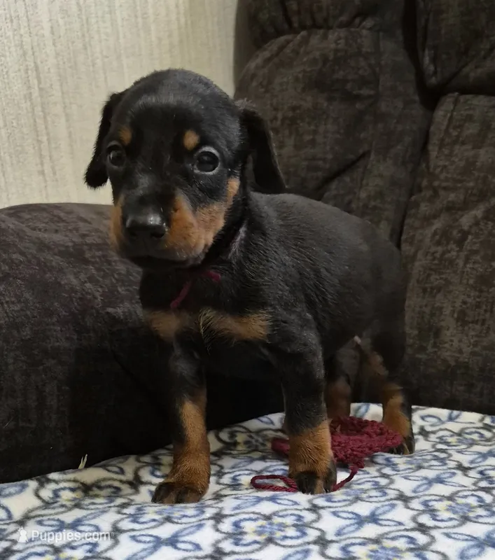 Burgandy collared Black female – Doberman Pinscher puppy for sale in Jacksonville, AL