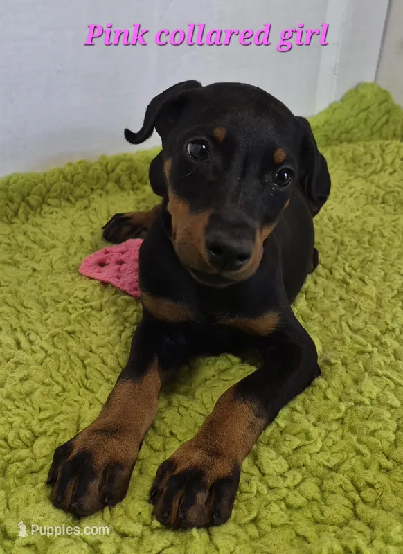Pink collared girl – Doberman Pinscher puppy for sale in Jacksonville, AL