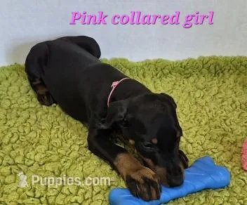 Pink collared girl – Doberman Pinscher puppy for sale in Jacksonville, AL