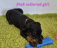 Pink collared girl, a female Doberman Pinscher for sale in Jacksonville, AL – Photo 1 of 6