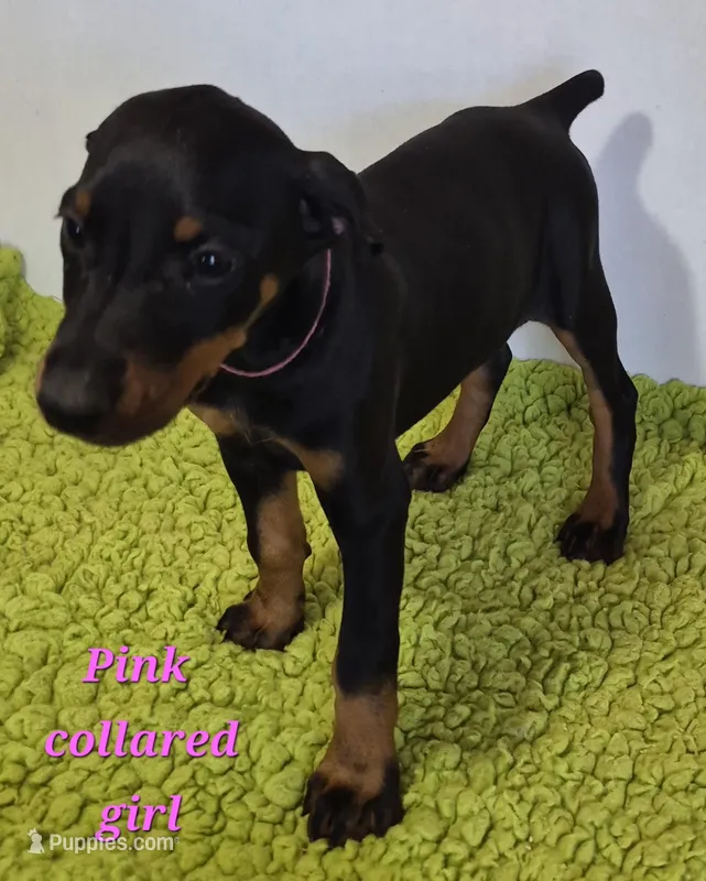 Pink collared girl – Doberman Pinscher puppy for sale in Jacksonville, AL