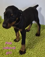 Pink collared girl, a female Doberman Pinscher for sale in Jacksonville, AL – Photo 2 of 6