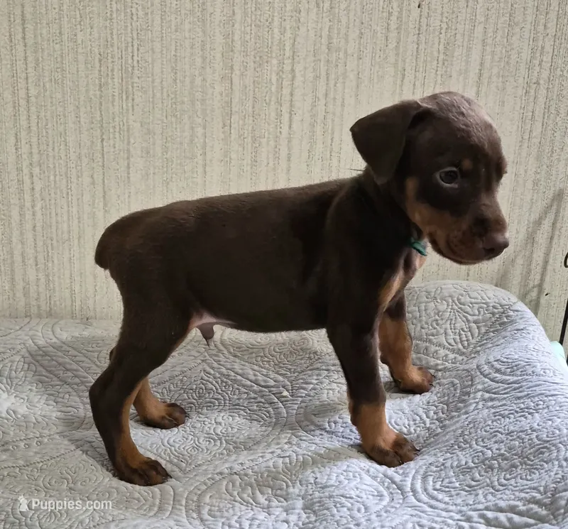Green collared Red male – Doberman Pinscher puppy for sale in Jacksonville, AL