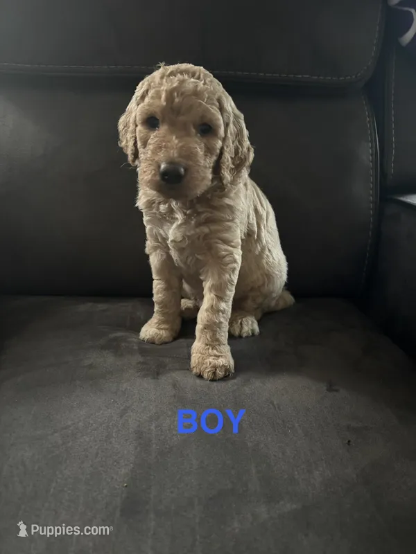Wolf  F1B – Goldendoodle puppy for sale in Louisville, KY