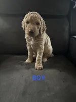 Curly  F1B, a male Goldendoodle for sale in Louisville, KY – 1 of 3