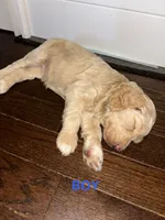 Wolf  F1B, a male Goldendoodle for sale in Louisville, KY – 2 of 3