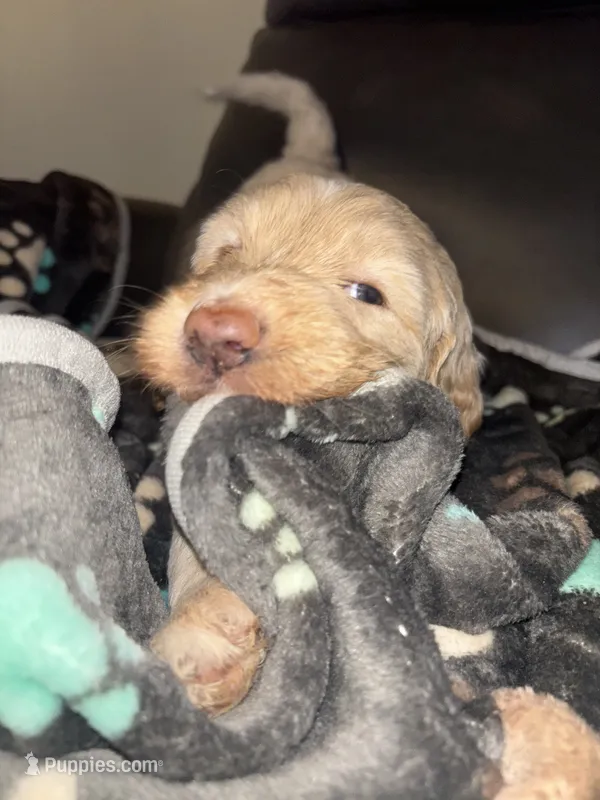 Tokyo  F1B – Goldendoodle puppy for sale in Louisville, KY