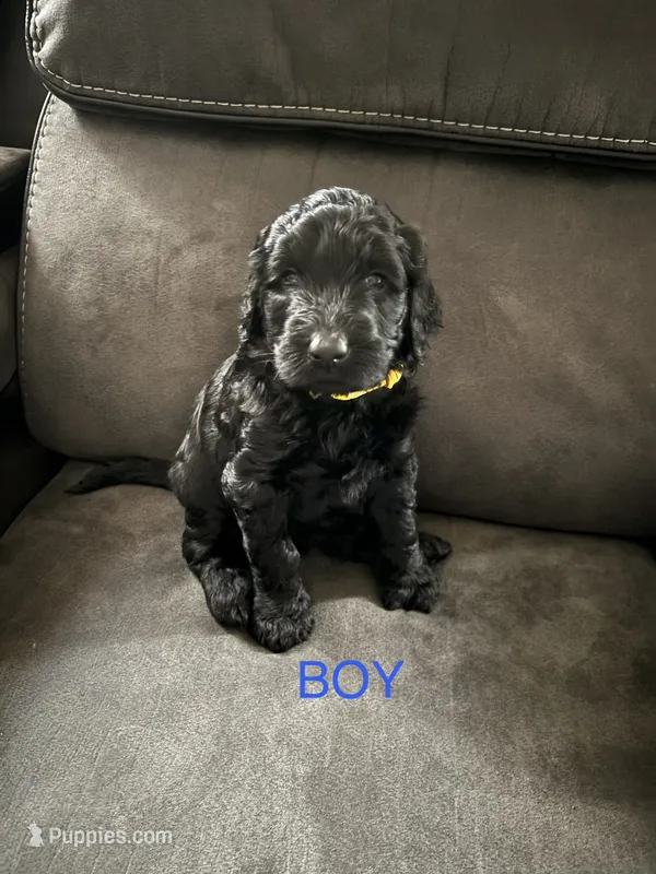 Shadow F1B – Goldendoodle puppy for sale in Louisville, KY