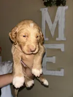 Tokyo F1b, a male Goldendoodle for sale in Louisville, KY – 2 of 2