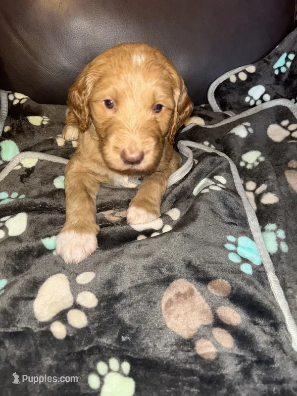 Big boy F1B – Goldendoodle puppy for sale in Louisville, KY