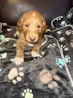 Big boy F1B, a male Goldendoodle for sale in Louisville, KY – 1 of 1