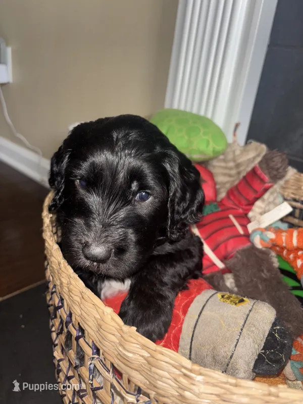 Miss Lady  F1B – Goldendoodle puppy for sale in Louisville, KY