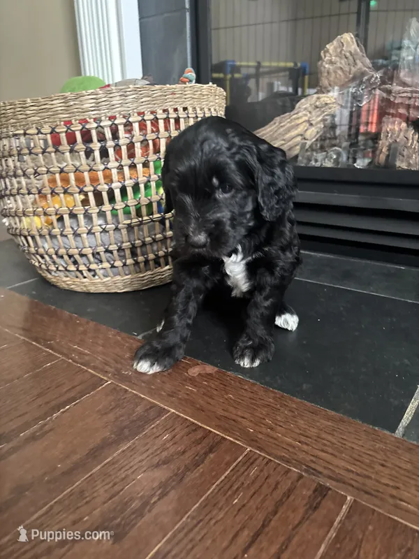 Miss Lady  F1B – Goldendoodle puppy for sale in Louisville, KY