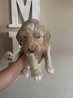 Wolf  F1B, a male Goldendoodle for sale in Louisville, KY – 3 of 3