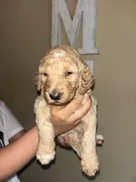 Curly  F1B, a male Goldendoodle for sale in Louisville, KY – 3 of 3