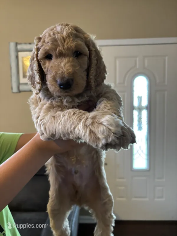 Curly  F1B – Goldendoodle puppy for sale in Louisville, KY