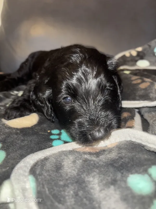 Shadow F1B – Goldendoodle puppy for sale in Louisville, KY