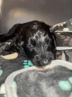 Shadow F1B, a male Goldendoodle for sale in Louisville, KY – 1 of 1