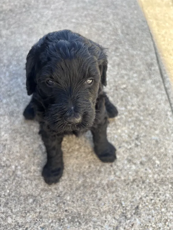 Princess F1B – Goldendoodle puppy for sale in Louisville, KY