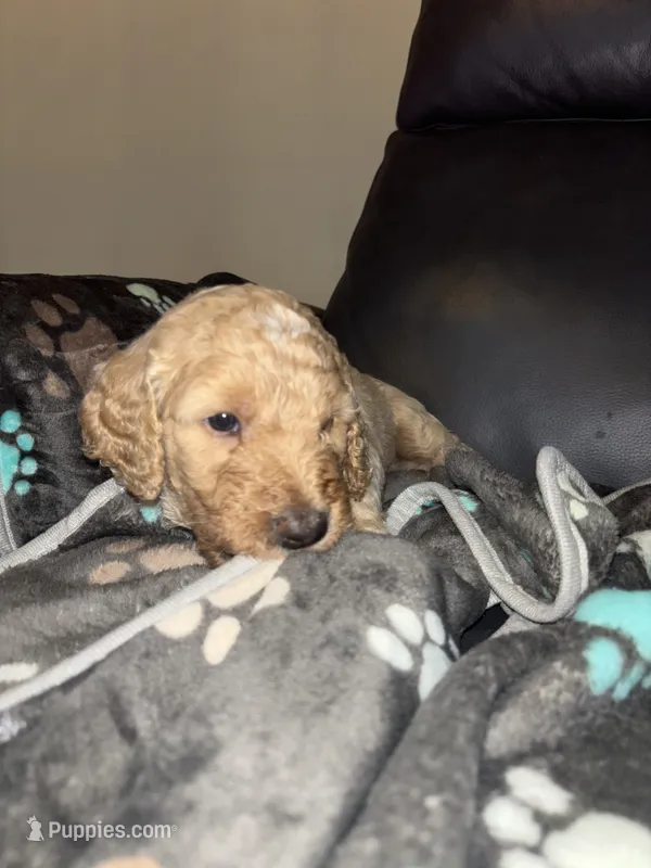Wolf  F1B – Goldendoodle puppy for sale in Louisville, KY