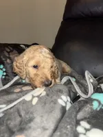 Wolf  F1B, a male Goldendoodle for sale in Louisville, KY – 1 of 1